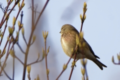 Male linnet