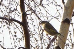 Female Greenfinch