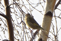 Female Greenfinch