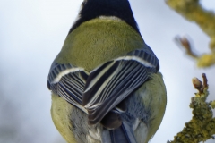 Great Tit Back View