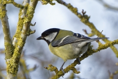 Great Tit Side View