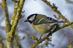 Great Tit Side View