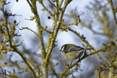 Great Tit Side View