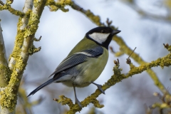 Great Tit Side View