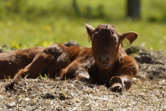 Calf Front View Laying Down