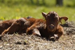 Calf Front View Laying Down