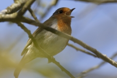 Robin Singing  Side View on Branch