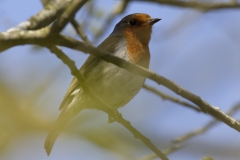 Robin Singing  Side View on Branch