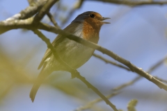 Robin Singing  Side View on Branch