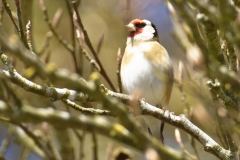 Goldfinch Front View on Branch