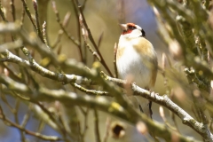 Goldfinch Front View on Branch