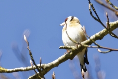 Goldfinch Front View on Branch