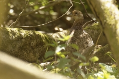 Female Pheasant Back View in Wood