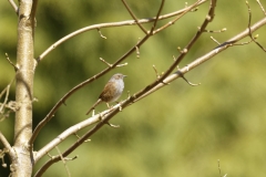 Dunnock Side View on Branch