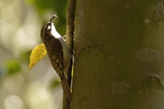 Treecreeper Side View on Tree with Bug in Beak