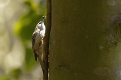 Treecreeper Side View on Tree with Bug in Beak