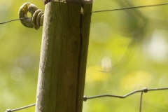 Robin  Side View on Top of Fence Pole