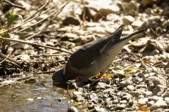 Woodpigeon Side View Drinking from a Stream