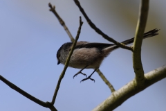 Long-tailed Tit Side View Hopping Branches