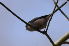 Long-tailed Tit Side View Hopping Branches