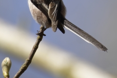 Long-tailed Tit Back View Rubbing Head on Plant Bud