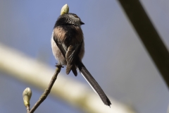 Long-tailed Tit Back View Rubbing Head on Plant Bud