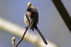 Long-tailed Tit Back View Rubbing Head on Plant Bud