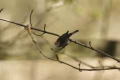 Female Blackcap Front View on Branch