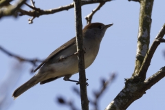 Female Blackcap Front View on Branch