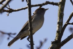 Female Blackcap Front View on Branch