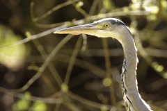 Heron Side Head View