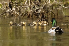 Mallard Chicks on Water