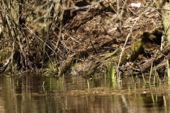 Mallard Chicks on Water