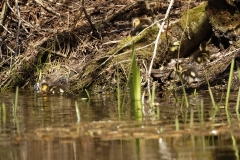 Mallard Chicks on Water