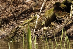 Mallard Chicks on Water