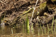 Mallard Chicks on Water