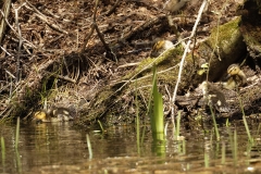 Mallard Chicks on Water