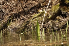 Mallard Chicks on Water