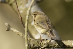 Willow Warbler Back View on Branch