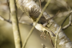 Willow Warbler Back View in Flight