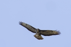 Buzzard Front View in Flight