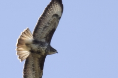 Buzzard Underneath View in Flight