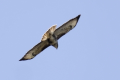 Buzzard Back View in Flight