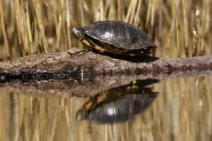 Red-eared Slider Trachemys Turtle Basking in Sun on Log