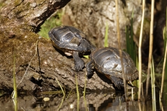 Red-eared Slider Trachemys Turtle Basking in Sun on Log