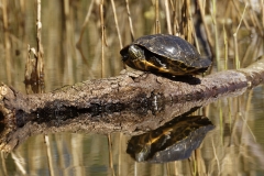 Red-eared Slider Trachemys Turtle Basking in Sun on Log