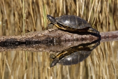 Red-eared Slider Trachemys Turtle Basking in Sun on Log