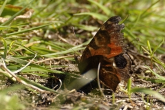 Peacock Butterfly Wings Shut on Ground