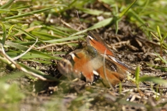 Peacock Butterfly Wings Open on Ground