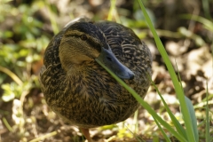 Female Mallard Duck Resting on One Leg